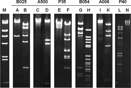 FIG. 2.