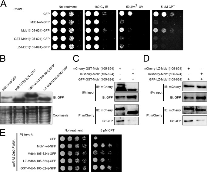 FIGURE 5.