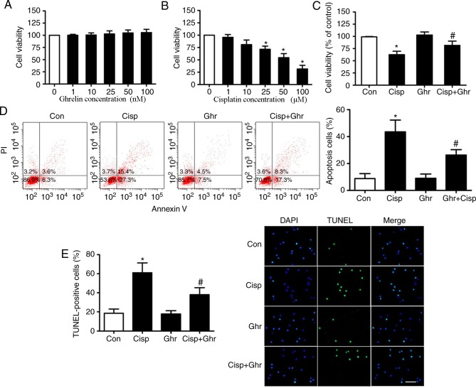 Ghrelin inhibits cisplatin-induced MDA-MB-231 breast cancer cell ...