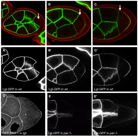 Fig. 5.