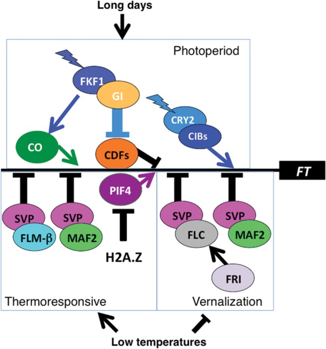 FIGURE 1