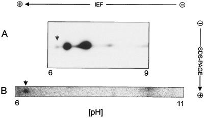 FIG. 5