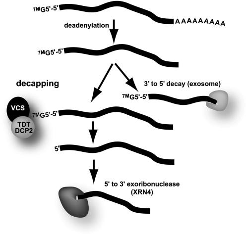 Figure 8.