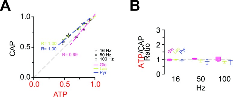 Figure 5—figure supplement 1.