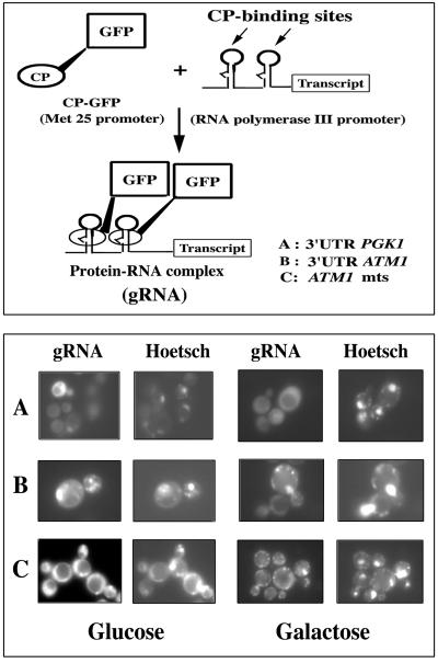 FIG. 7