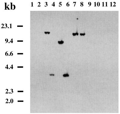 FIG. 6