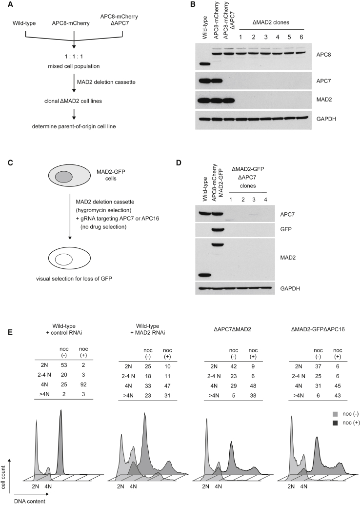 Figure 4