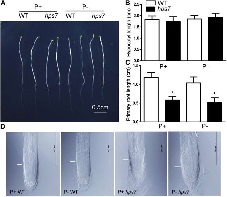 Figure 11.