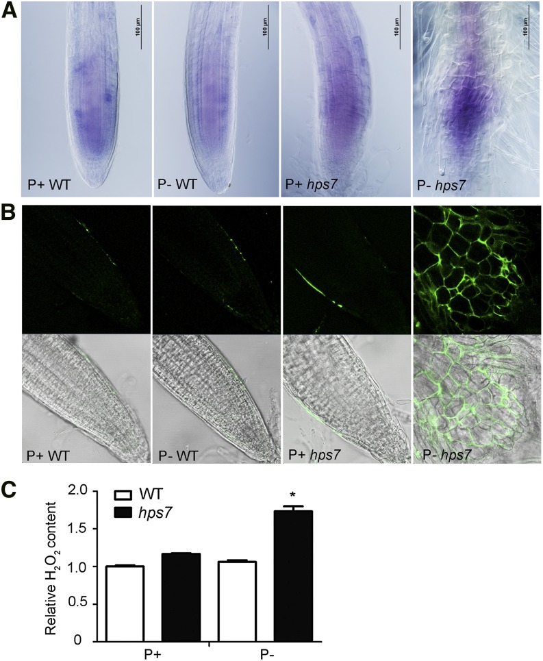 Figure 10.