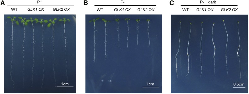 Figure 12.