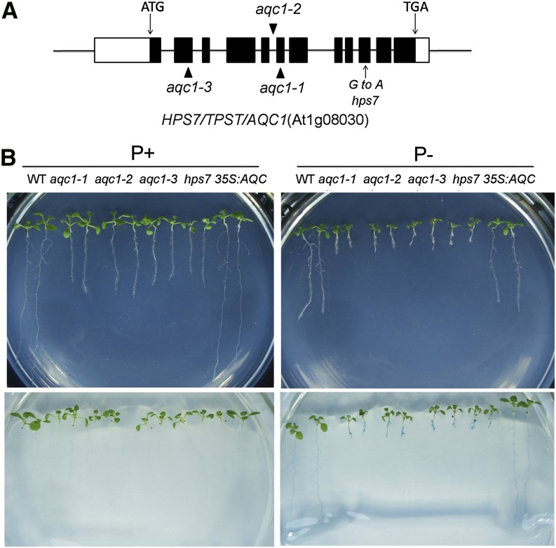 Figure 3.