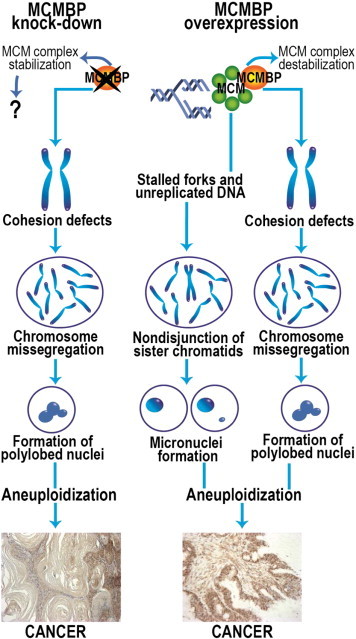 Figure 11