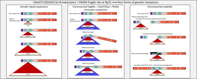 Graphical Abstract