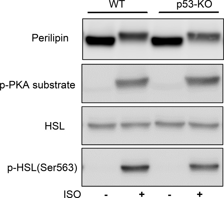 Figure 4—figure supplement 1.