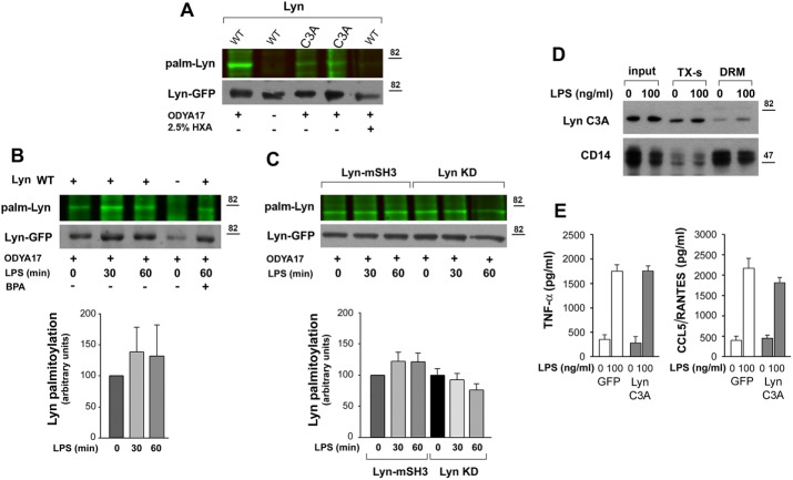 FIGURE 6: