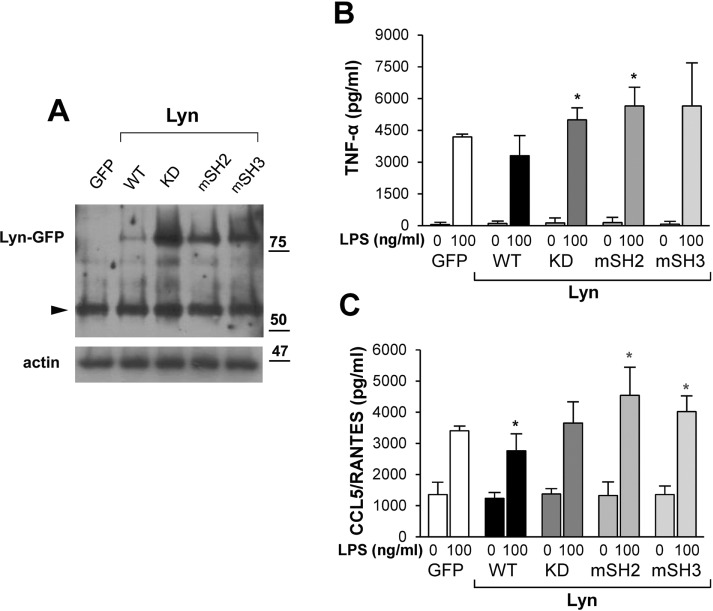 FIGURE 4: