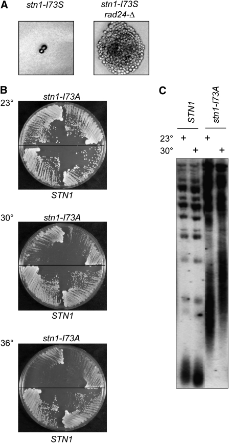 Figure 7 