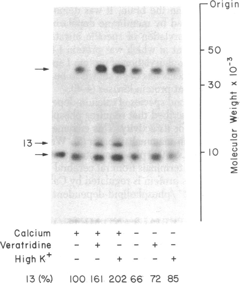 graphic file with name pnas00456-0136-a.jpg