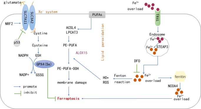 Figure 1