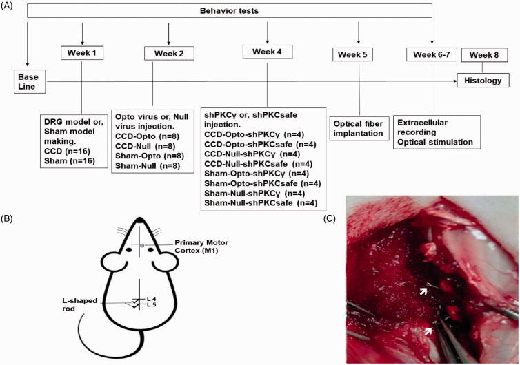 Figure 1.