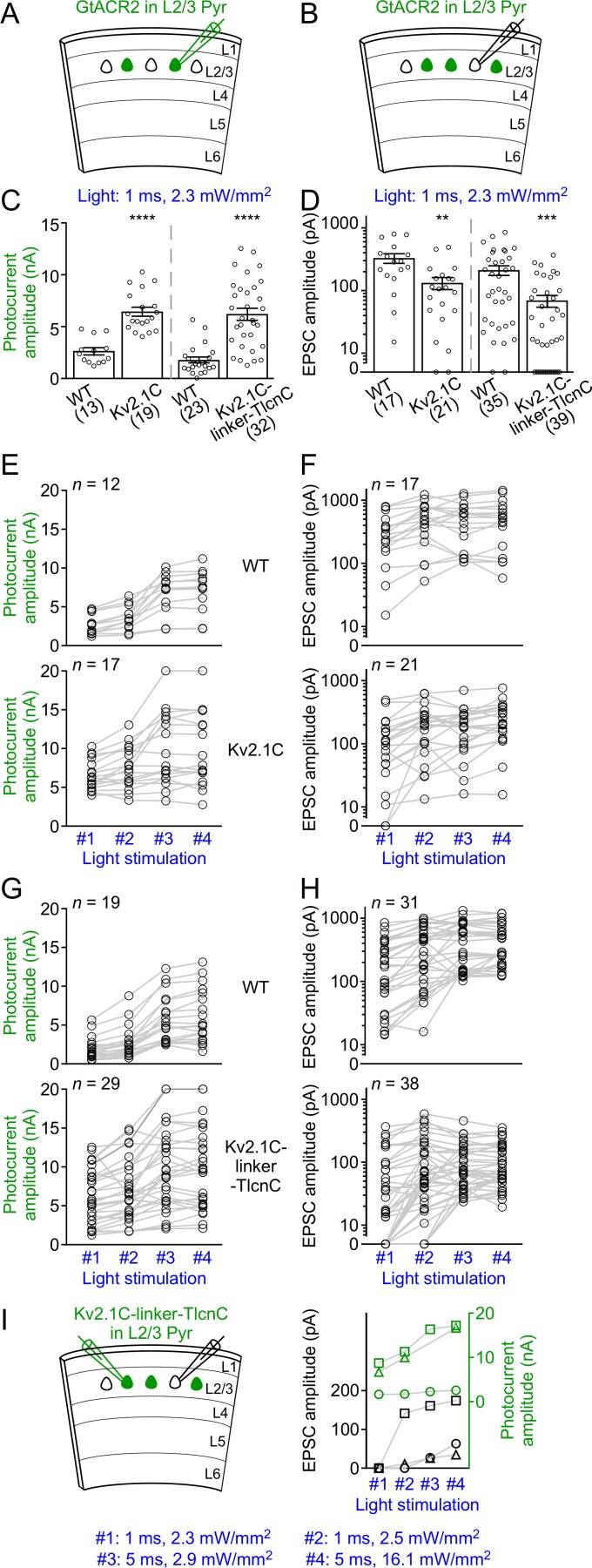 Figure 5—figure supplement 1.