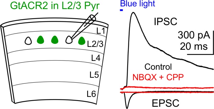 Figure 1—figure supplement 1.