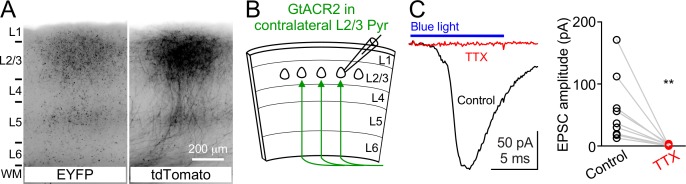 Figure 3—figure supplement 1.