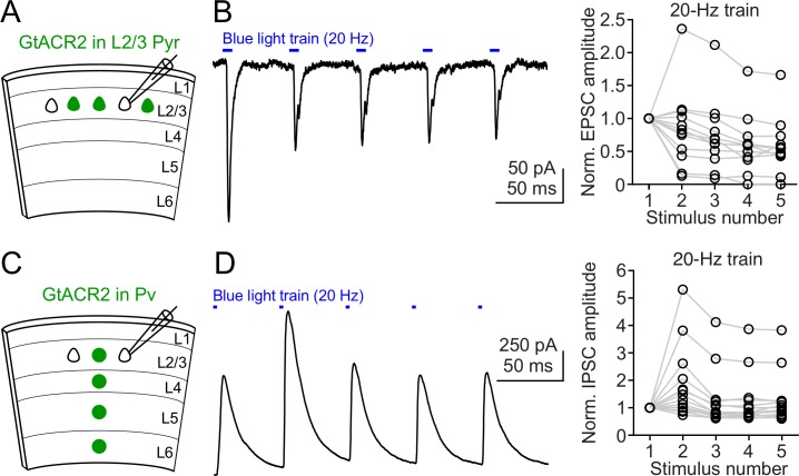 Figure 1—figure supplement 2.