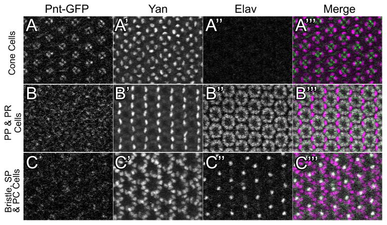 Figure 11