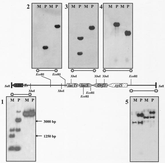 FIG. 3.