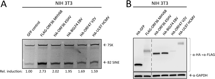 FIG 6