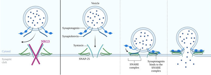 Figure 6—figure supplement 1.