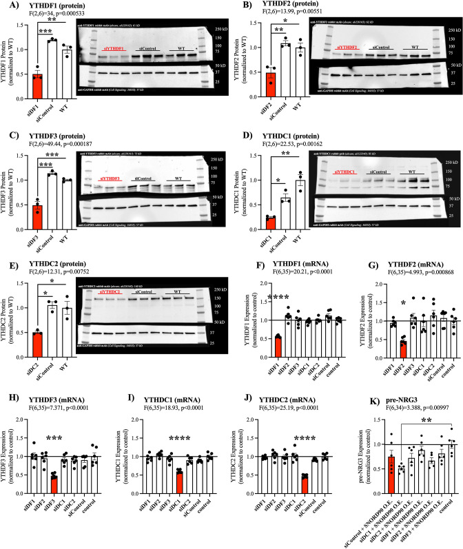 Figure 5—figure supplement 1.