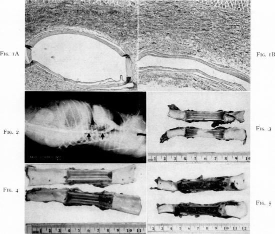 Fig. 1., Fig. 2., Fig. 3., Fig. 4., Fig. 5.