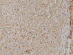 Fig. 1b