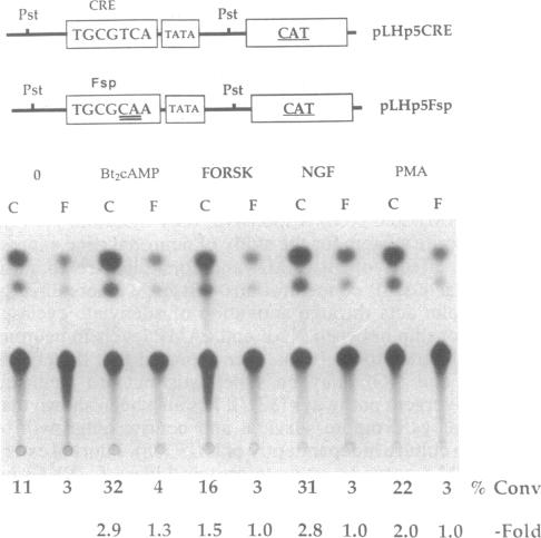 graphic file with name pnas01051-0065-b.jpg