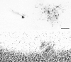 Fig. 8.