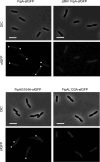 Figure 7—figure supplement 2.