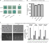 Figure 5—figure supplement 2.