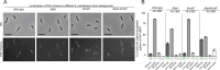 Figure 3—figure supplement 5.