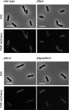 Figure 3—figure supplement 4.