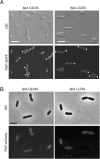 Figure 5—figure supplement 1.