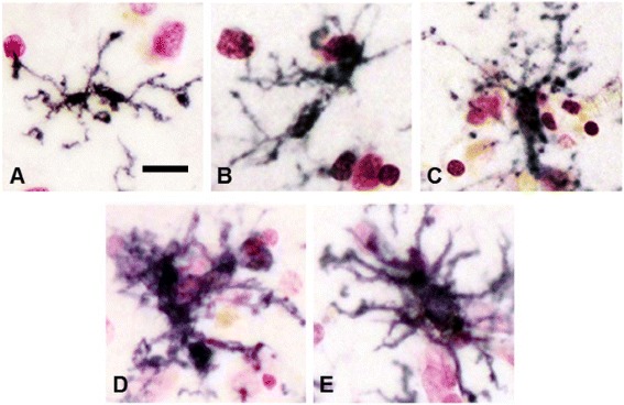 Fig. 1