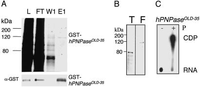 Fig 3.