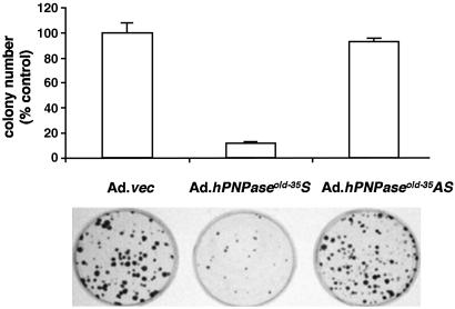 Fig 5.