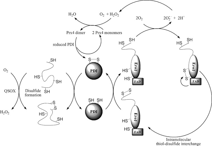 FIG. 1.