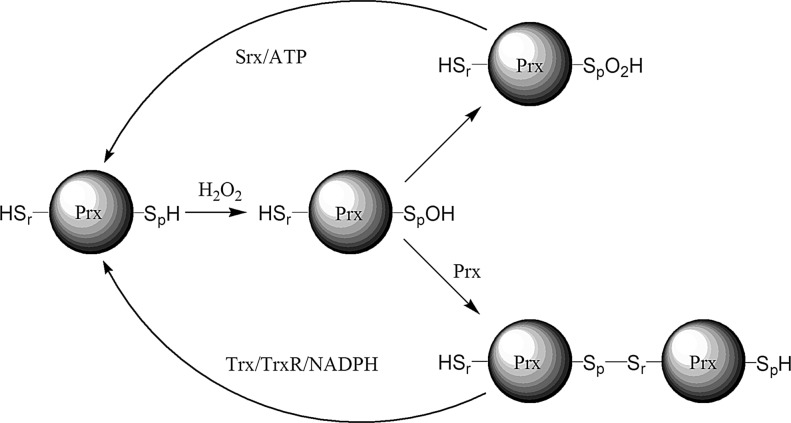 FIG. 4.