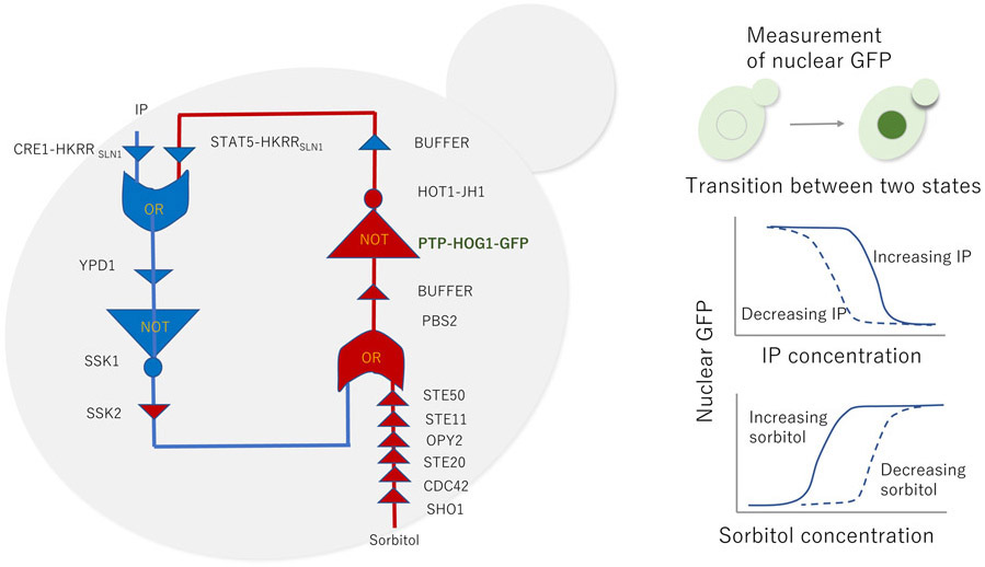 graphic file with name nihms-1723091-f0001.jpg