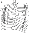 Figure 1B