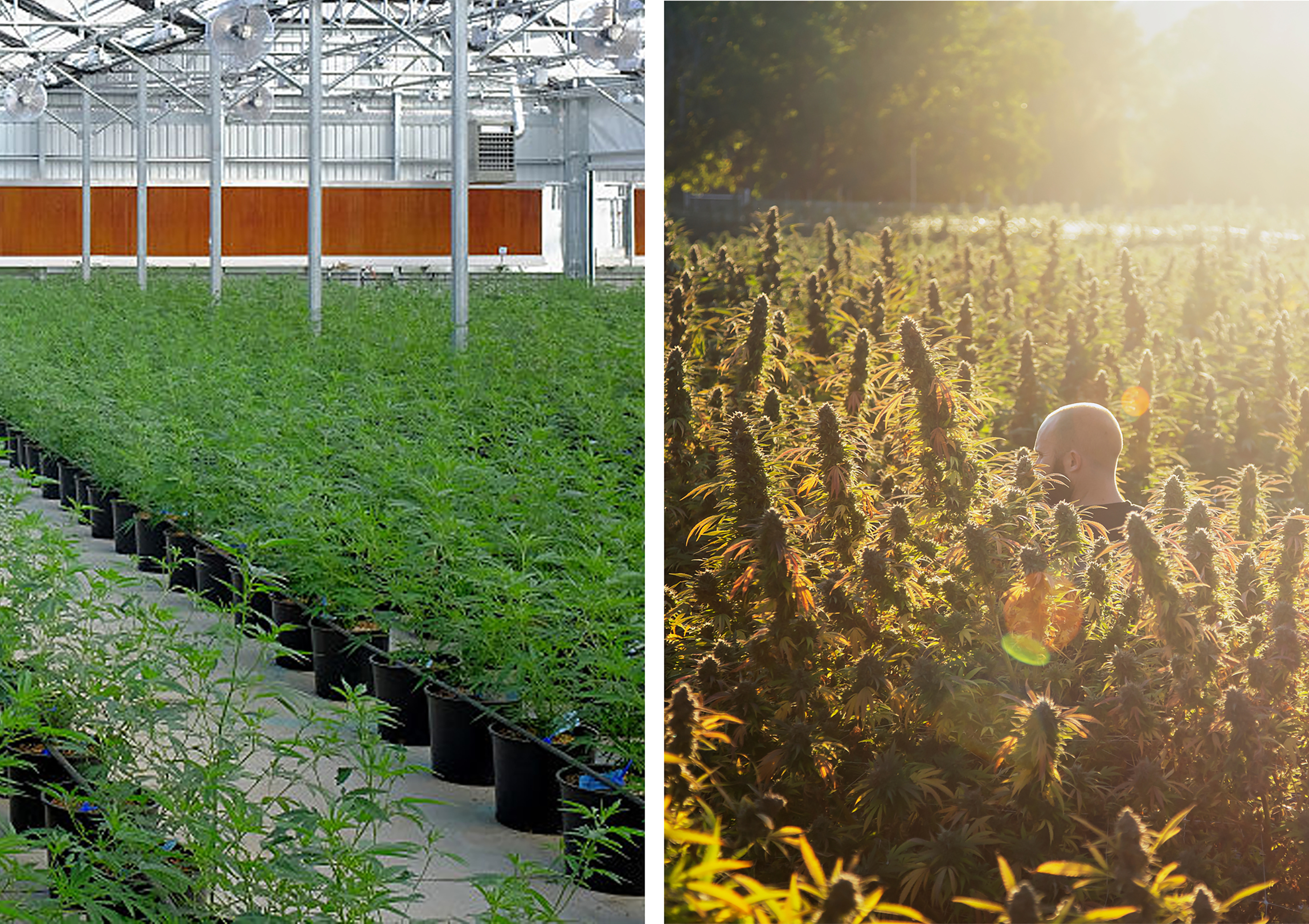 Side-by-side images of cannabis growing in a greenhouse and in a field